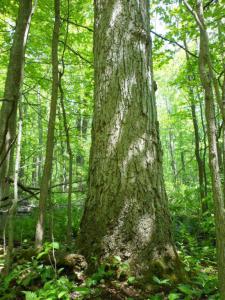 Could what is left of ancient swamps forest like this in Niagara be &quot;off set&quot; to make way for paved development? The Niagara Peninsula Conservation Authority is beginning to explore the idea of doing just that.